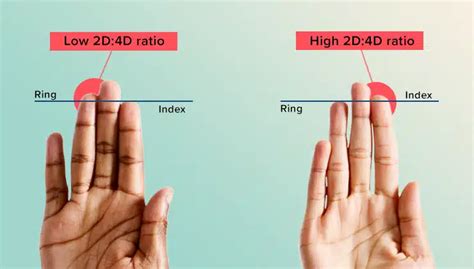 Does the Testosterone Finger Length Test Work?