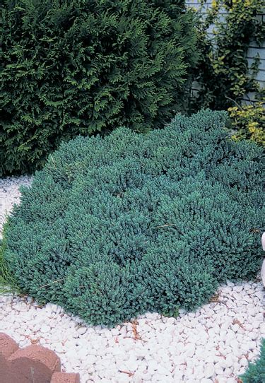 Juniperus squamata ‘Blue Star’ | J.C. Bakker & Sons Ltd.