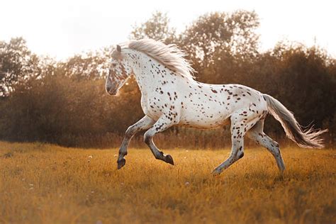 Appaloosa Horse Stock Photos, Pictures & Royalty-Free Images - iStock