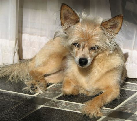 "Teddy" my Yorkie/Chihuahua mix partially shaved | Yorkie chihuahua mix, Mixed breed dogs, Yorkie