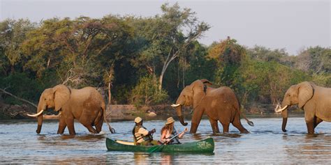 Safari Parks in Zambia | Africa Game Reserves | Yellow Zebra Safaris