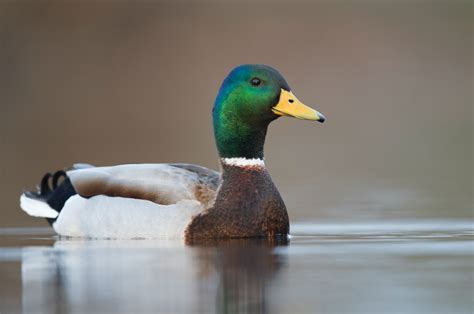 Mallard | Wildlife Illinois