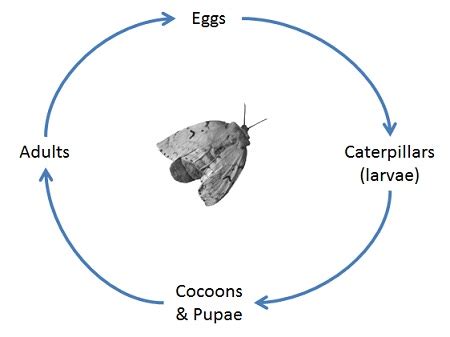 Spongy moth biology - Province of British Columbia