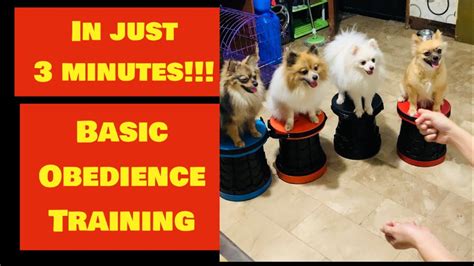 POMERANIAN. Dog Training. In JUST 3 Minutes! #doglover - YouTube