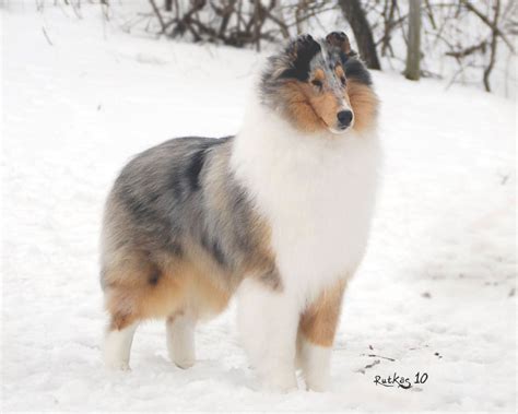 Blue Merle Smooth Collie Puppy