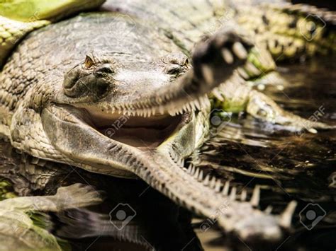 Gharial, Or Gavial - Gavialis Gangeticus - With Open Mouth Full.. Stock Photo, Picture And ...