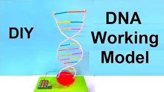 how to make dna working model science project for science exhibition – diy - Science Projects ...