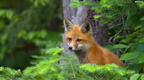 Cute Baby Fox Wallpaper (54+ images)