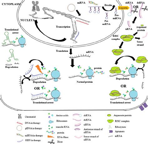 Mechanism of gene silencing by various nucleic acids used in therapy [29] | Download Scientific ...