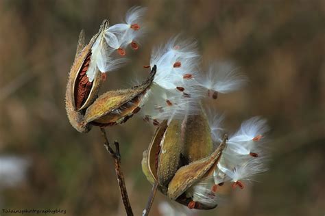 Milkweed and The Great Migration | Roll Online