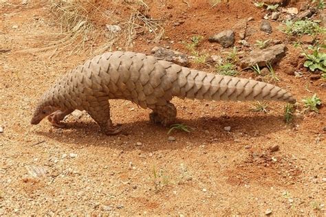 China Removes Pangolin Scales From Medicine List, Bringing Hope to the ...