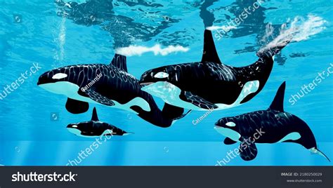 Orca Pod Hunting 3d Illustration Family Stock Illustration 2180250029 ...