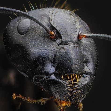 Ultra close-up photo of ant's face : r/MacroPorn