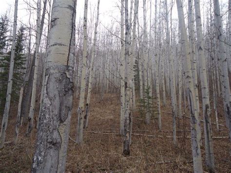 Birch trees near Sutton Alaska | Alaska, Kenai, Skagway