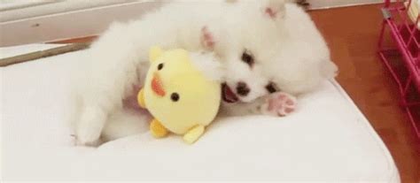 Cute Animal Gifs