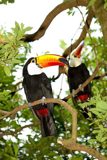 Best Toco Toucan Flying Stock Photos, Pictures & Royalty-Free Images - iStock