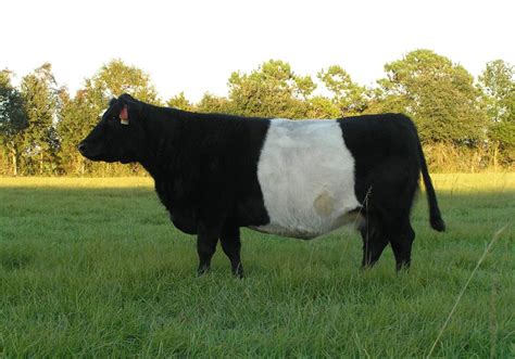 Belted Galloway. | Mini cows, Galloway cattle, Cow calf