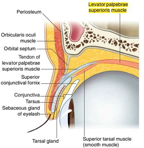 Visual Anatomy 視覚解剖学