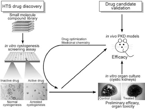 Drug discovery platforms for anti-cystic therapeutic agents.... | Download Scientific Diagram