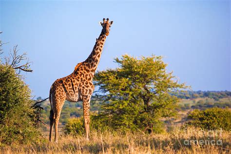 Giraffe On Savanna. Safari In Serengeti. Tanzania. Africa by Michal ...