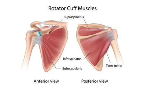 Rotator Cuff Tendinopathy | Melbourne Hand Therapy