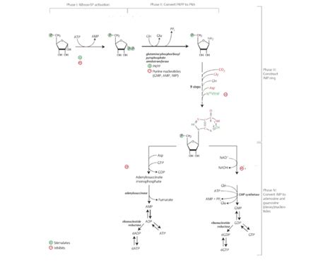 The Purine Synthesis Quiz