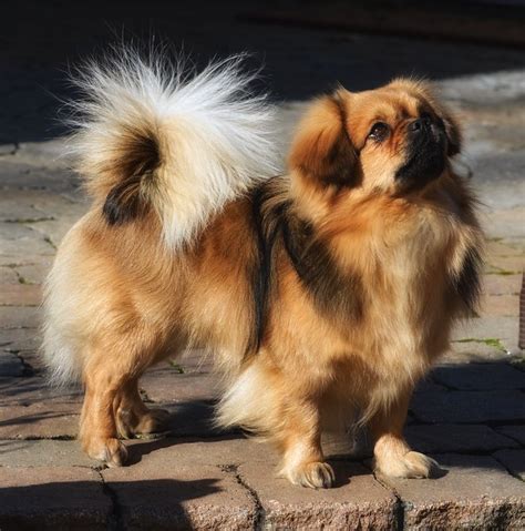 Tibetan Spaniel Pictures and Informations - Dog-Breeds.com