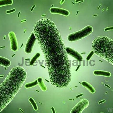 Bacillus coagulans Powder