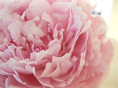 Peony Wallpapers - Wallpaper Cave