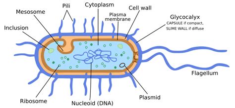 Bacteria- Microorganisms : Friend and foe Class 8 NCERT Notes – CBSE Class Notes Online ...