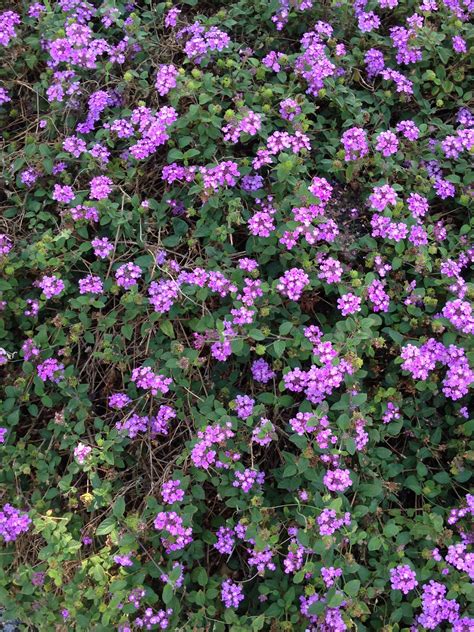 Creeping Lantana Ground Cover - ground cover and shrubs