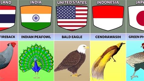 How many types of birds are there in America? – Tipseri