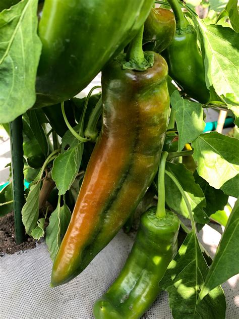 Anaheim Chili Pepper Seeds Vegetable Seeds Non GMO USA Grown - Etsy