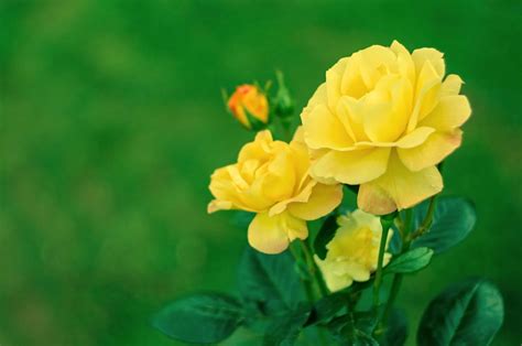 Roses That Are Yellow: Choosing Yellow Rose Varieties For The Garden