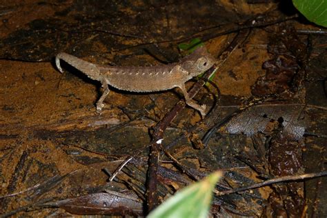 Brygoo's Leaf Chameleon from District d'Antsalova, Madagascar on March ...