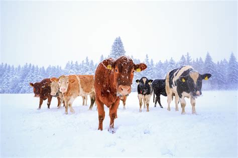 Download Snow Winter Animal Cow 4k Ultra HD Wallpaper