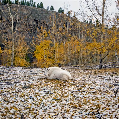 Fall In to Autumn - Yukon Wildlife Preserve