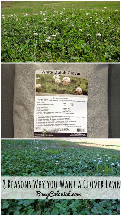 Advantages to overseeding your lawn with clover seed