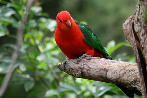 Australian King-Parrot | Australian birds, Birds of australia, Parrot bird