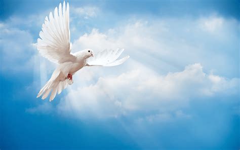 White Dove Wallpapers - Top Free White Dove Backgrounds - WallpaperAccess