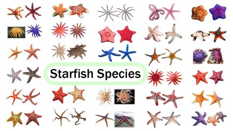 Starfish Species / Fun List of Sea Stars / Leo & Lia Story TV - YouTube