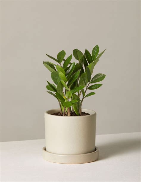 ZZ Plant | Small potted plants, Low light plants, Best indoor plants