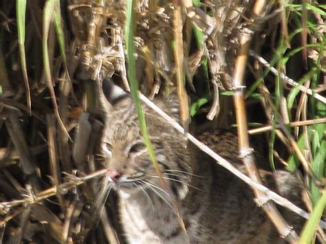 Lake Okeechobee Wildlife Pictures & Sightseeing