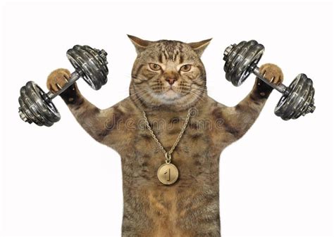 Cat Bodybuilder with Dumbbells Stock Photo - Image of dumbbell, closeup: 140271896