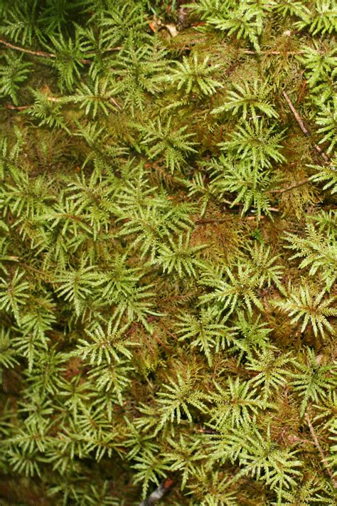 Free Textures: Pacific Northwest Forest Native PlantsCascadia Inspired