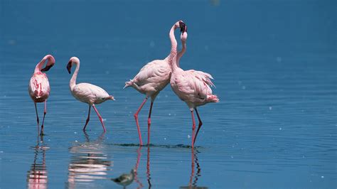 Nature - Love in the Animal Kingdom - Long Preview - Twin Cities PBS