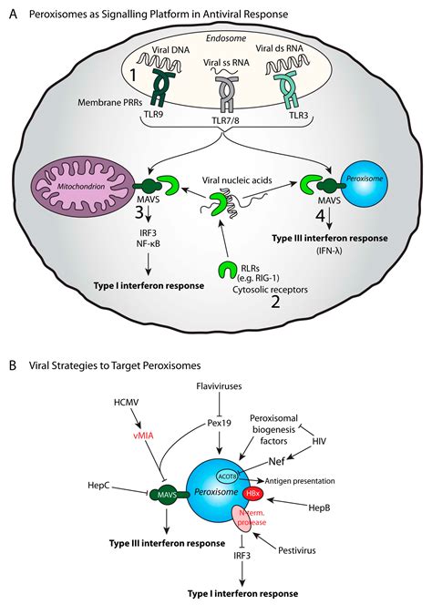 Peroxisome Functions - Neva Site