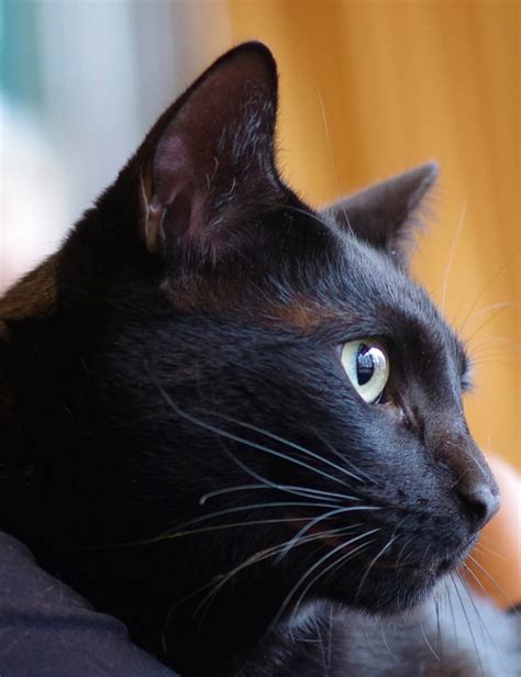 Bombay Cat - Bombay Cat 🐱 Photo (35941563) - Fanpop