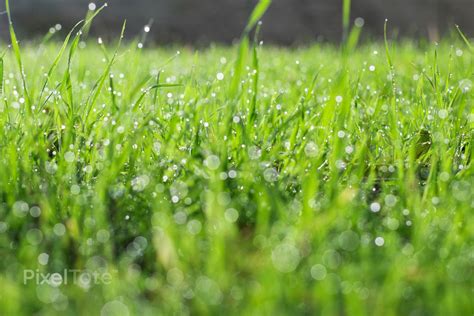 Free photo: Dew - Droplets, Drops, Water - Free Download - Jooinn