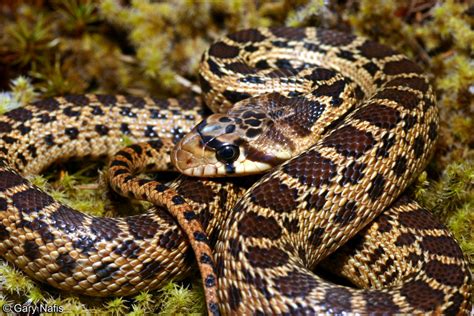 Pacific Gopher Snake - Pituophis catenifer catenifer